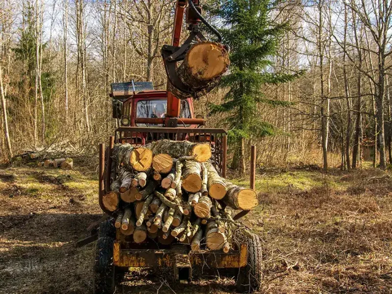a-truck-carrying-logs-in-a-wooded-area.webp